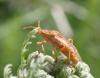 Stictopleurus pictus